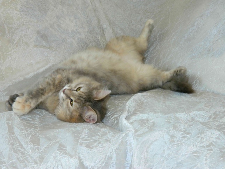 Можно и свою красоту покажу еще раз???