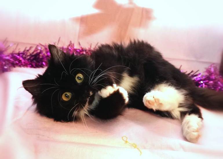 Кому домашнюю любимицу? Котенок Капитолина.