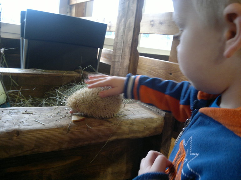 Контактный зоопарк и тропические бабочки на ВВЦ