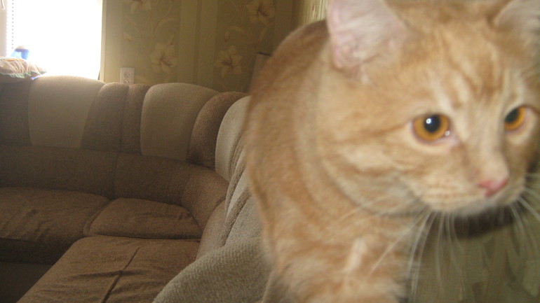 Кошки-мышки