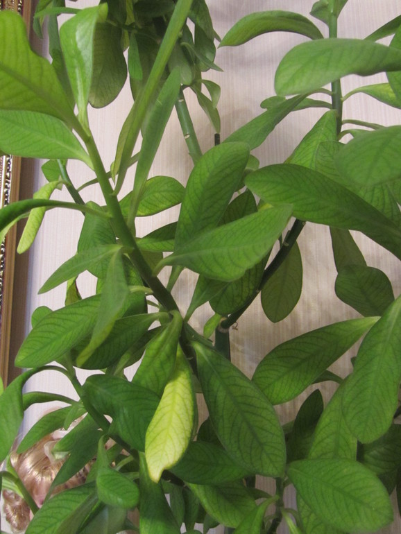 Что с цветами?