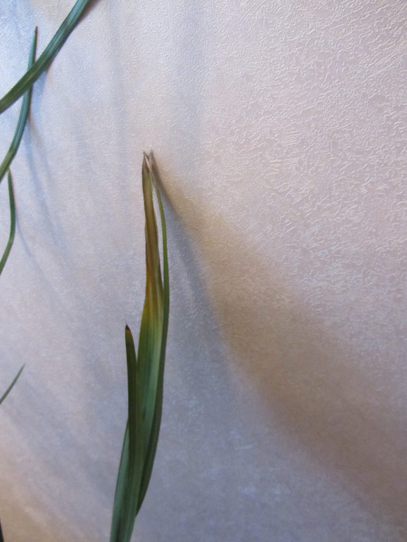 Что с цветами?