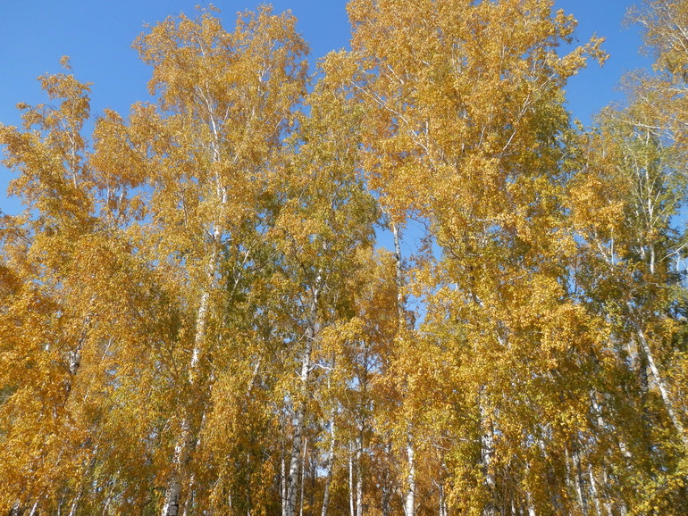 Золотая осень