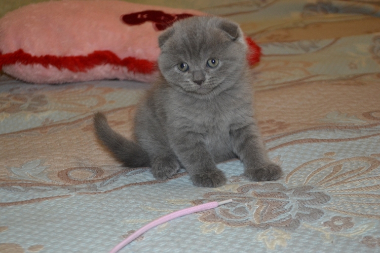 Как  обещала,рассказываю и показываю пупсов)))