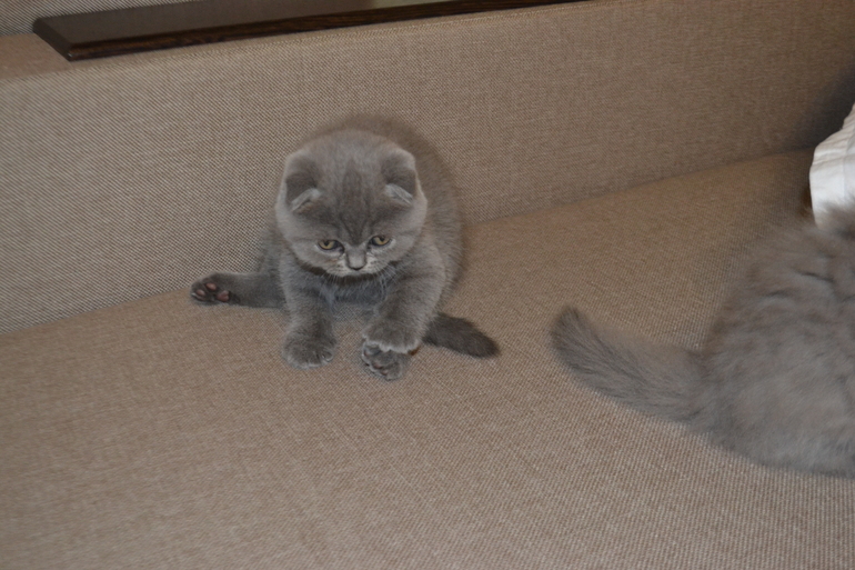 Как  обещала,рассказываю и показываю пупсов)))