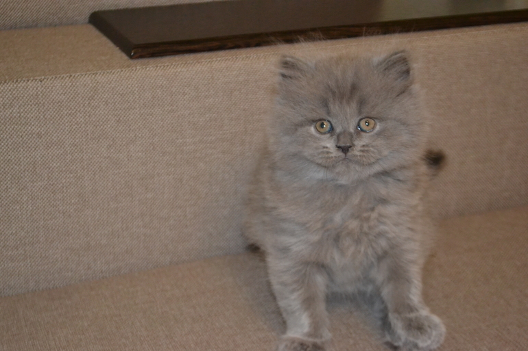 Как  обещала,рассказываю и показываю пупсов)))