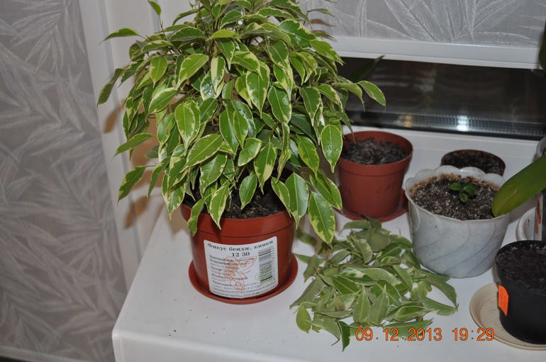 Покупной фикус очень сильно сбрасывает листву. Что делать?