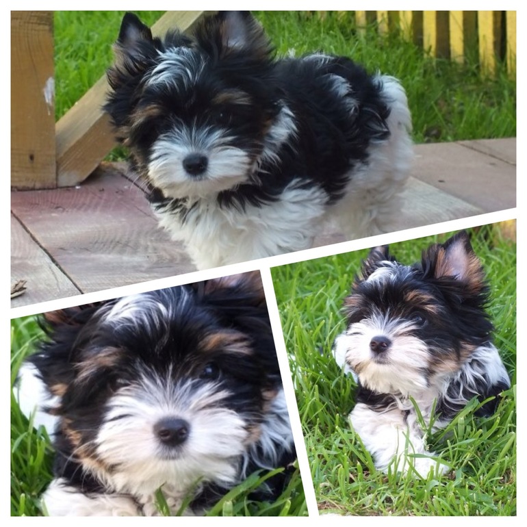 Моей Шерри сегодня пол года!