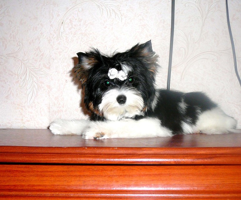 РАШЕН ГОЛД БЛАНШЕРИ БРАЙТ завтра едем на ЙОРК ШОУ.