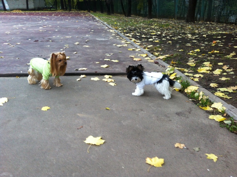 Моей Шерри сегодня пол года!