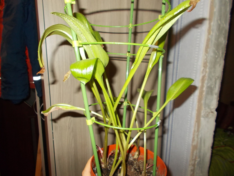 Помогите опознать цветочек.