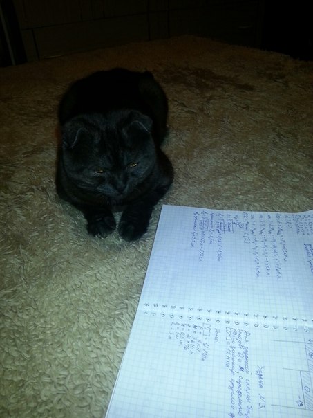 Скоттиш фолд маленький