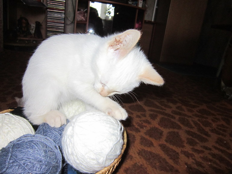 Наш выбражалка. Только фото.Много фото.