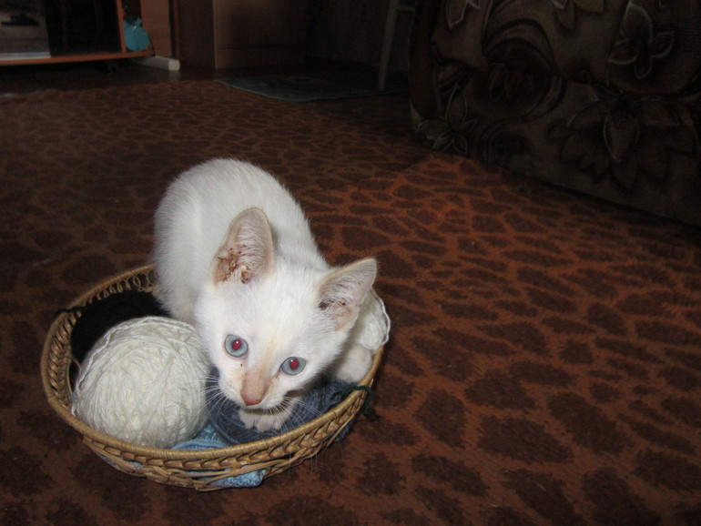 Наш выбражалка. Только фото.Много фото.