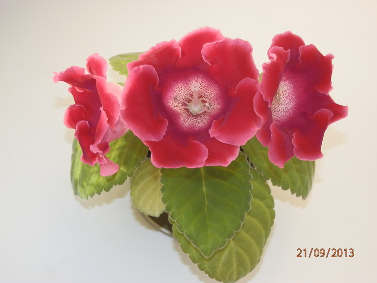 Зацвели глоксинии