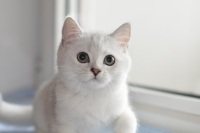 Британские золотые и серебристые котята