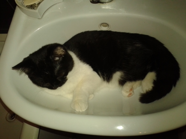 вот какие мы стали! и пару вопросов к кошатникам!!?