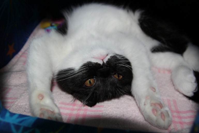 вот какие мы стали! и пару вопросов к кошатникам!!?