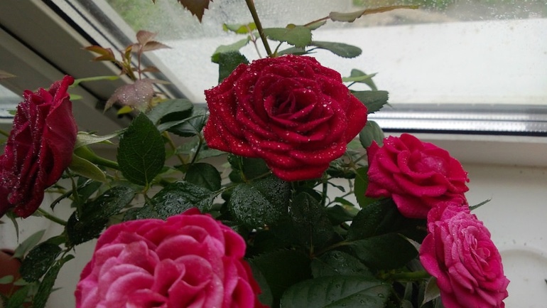 мои красавицы