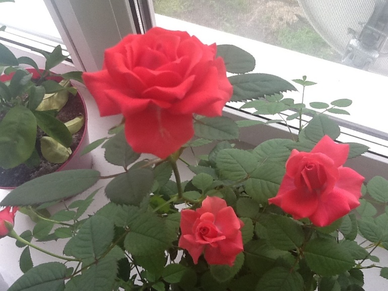 мои красавицы