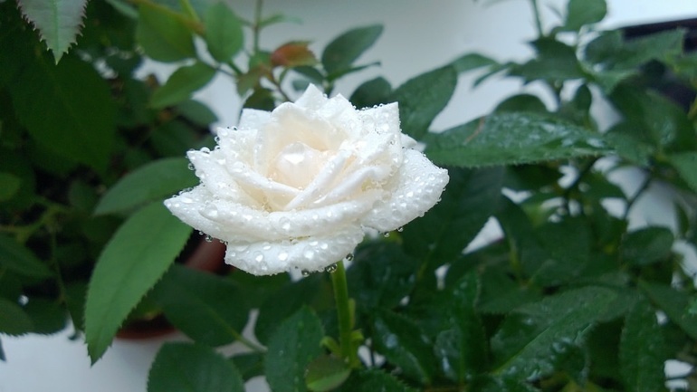 мои красавицы