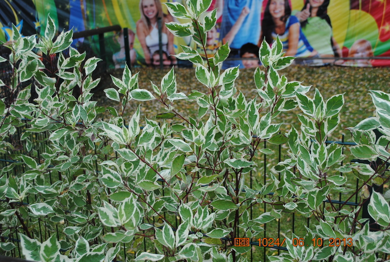 Закрытие летне-паркового сезона)