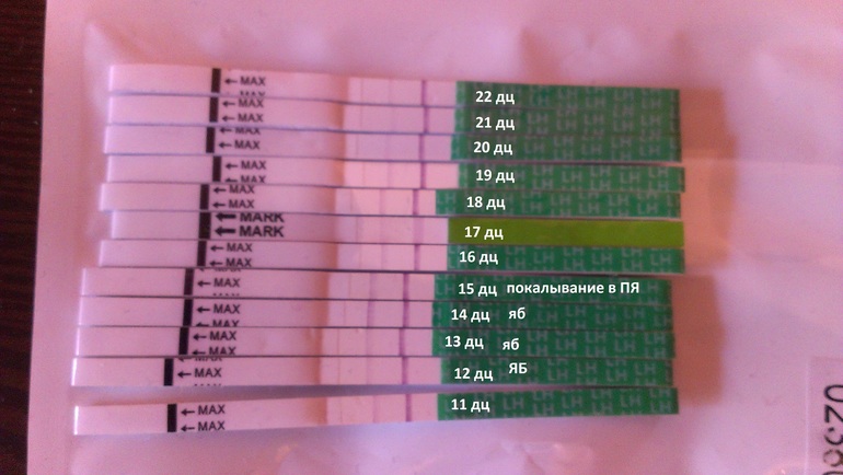 Когда тест покажет вторую полоску. Тест на беременность. Тест на беременность по дням цикла. Тест на 25 день цикла.