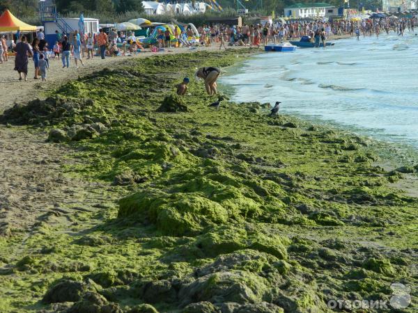 Море в Анапе летом