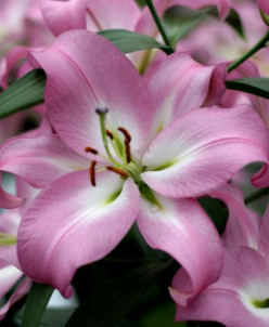 PINK MIST(20/22)