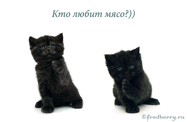 Мои мясоеды))