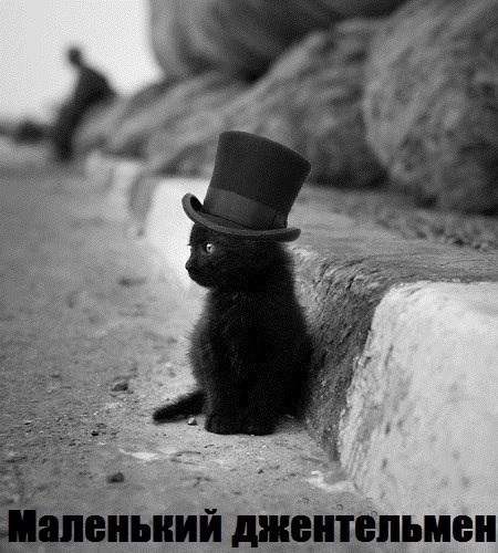 Котики