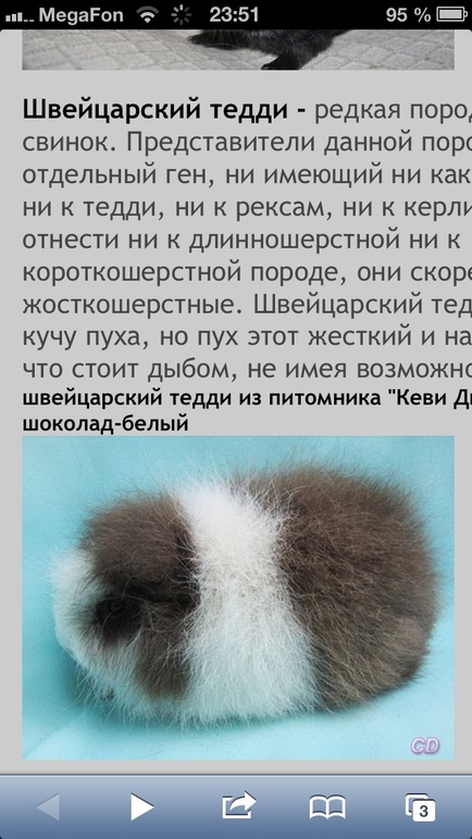 Морская свинка..нужна ли нам?