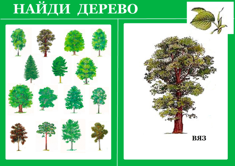 Как по картинке определить дерево