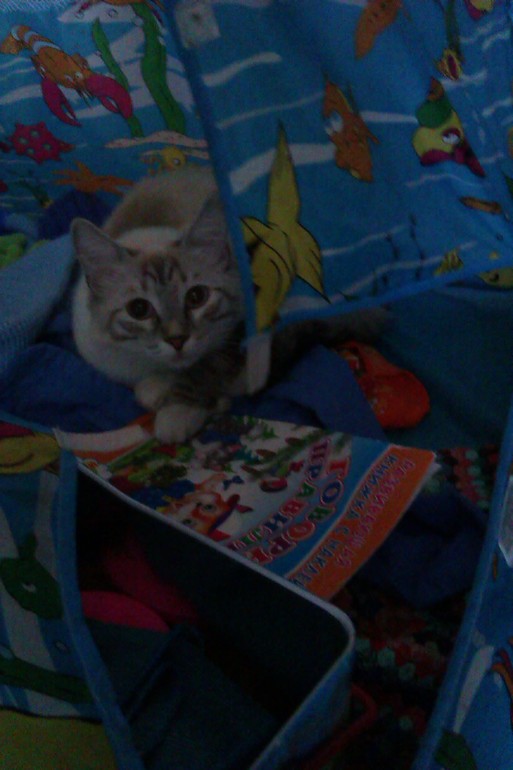 Мои чужие кошки