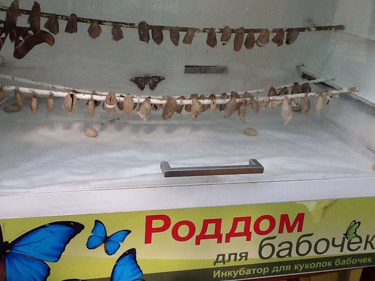 ВВЦ Дом  Бабочек 02.05.2014