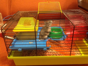 Хомячок джунгарский