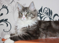 Котята Мейн кун из питомника Blackpearlcoon