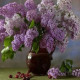Lilas