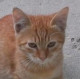 koshka