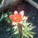 Tania