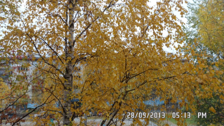Осенняя поездка в лес