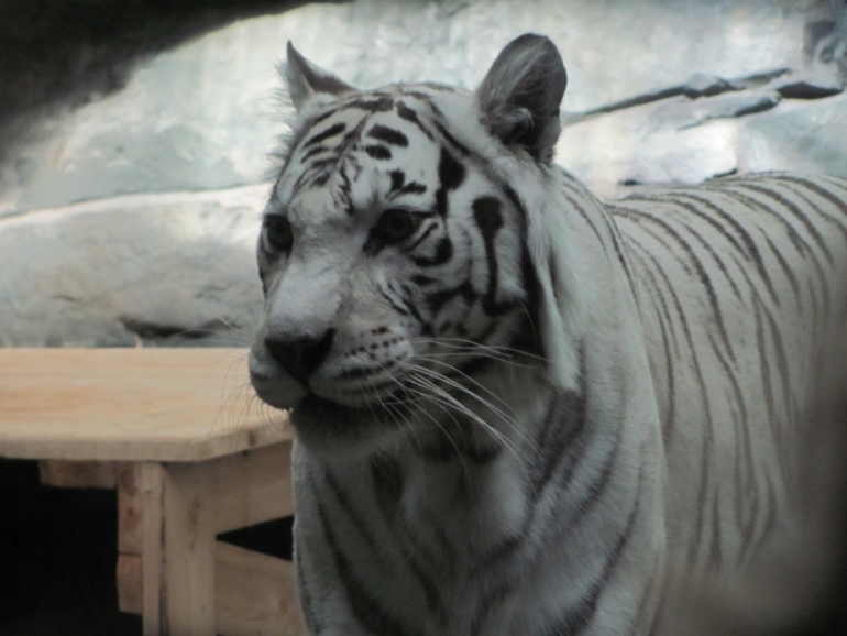 happy birthday to you...and moscow zoo