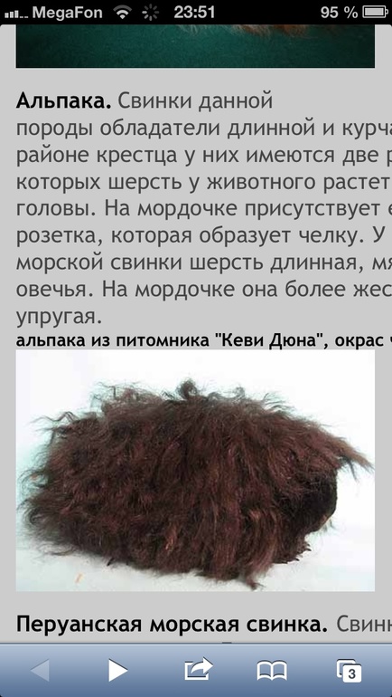 Морская свинка..нужна ли нам?