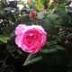 arysmilana