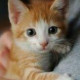 Катюшка Отличная