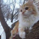 Алиса Чеширскя