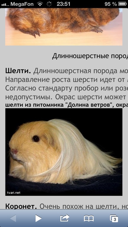 Морская свинка..нужна ли нам?