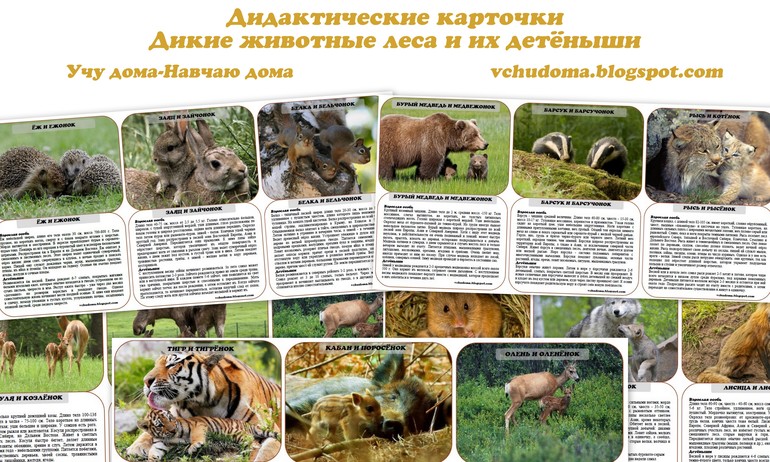 Дидактические карточки "Дикие животные леса и их детёныши"
