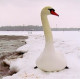 Лебедь белая