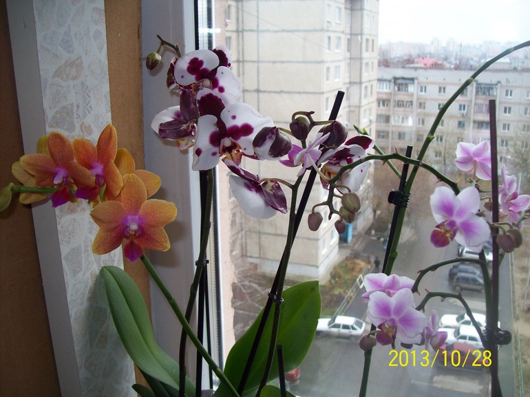 Новенькая